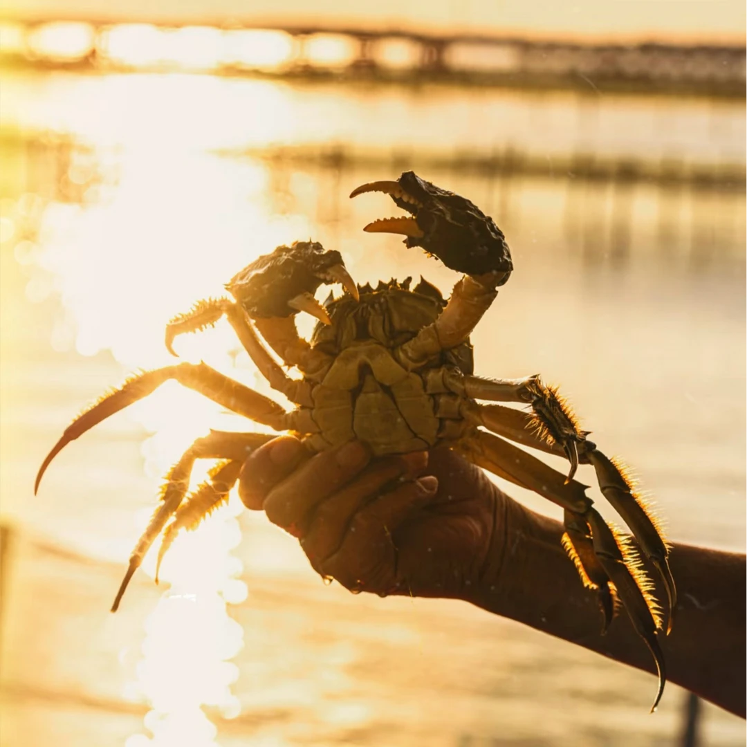 【活蟹】海上月金标优选品质大闸蟹公5.3-5.0两母3.7-4.0两8只