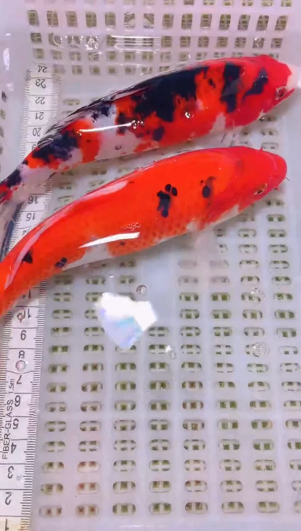 锦鲤冷水观赏鱼全场包邮142