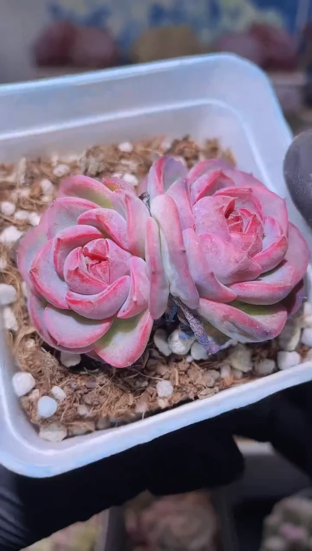 【闪购商品】262菡萏之心