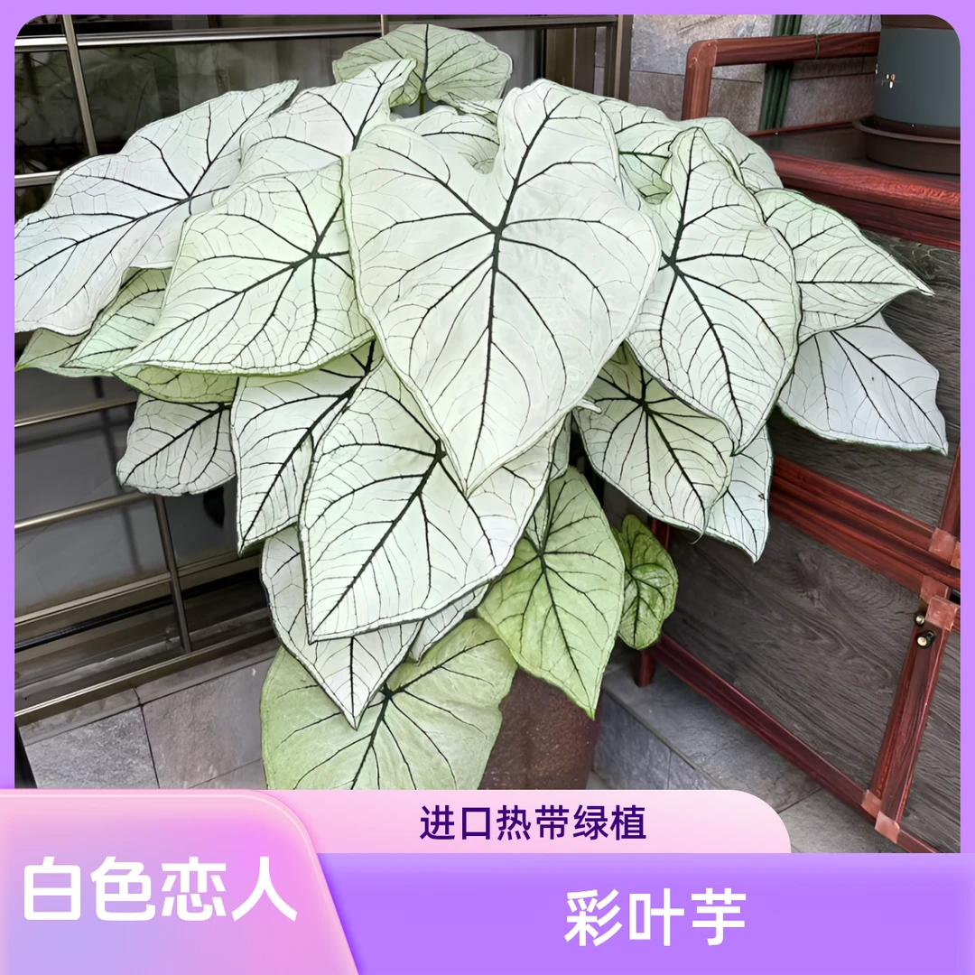 【白色恋人彩叶芋】净化空气吸甲醛防辐射好养室内花卉绿植盆栽