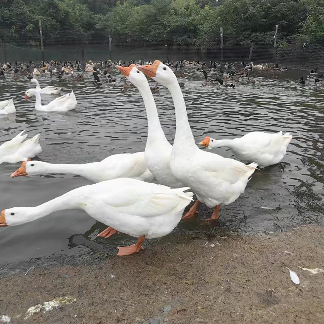 4年养殖大鹅草大鹅