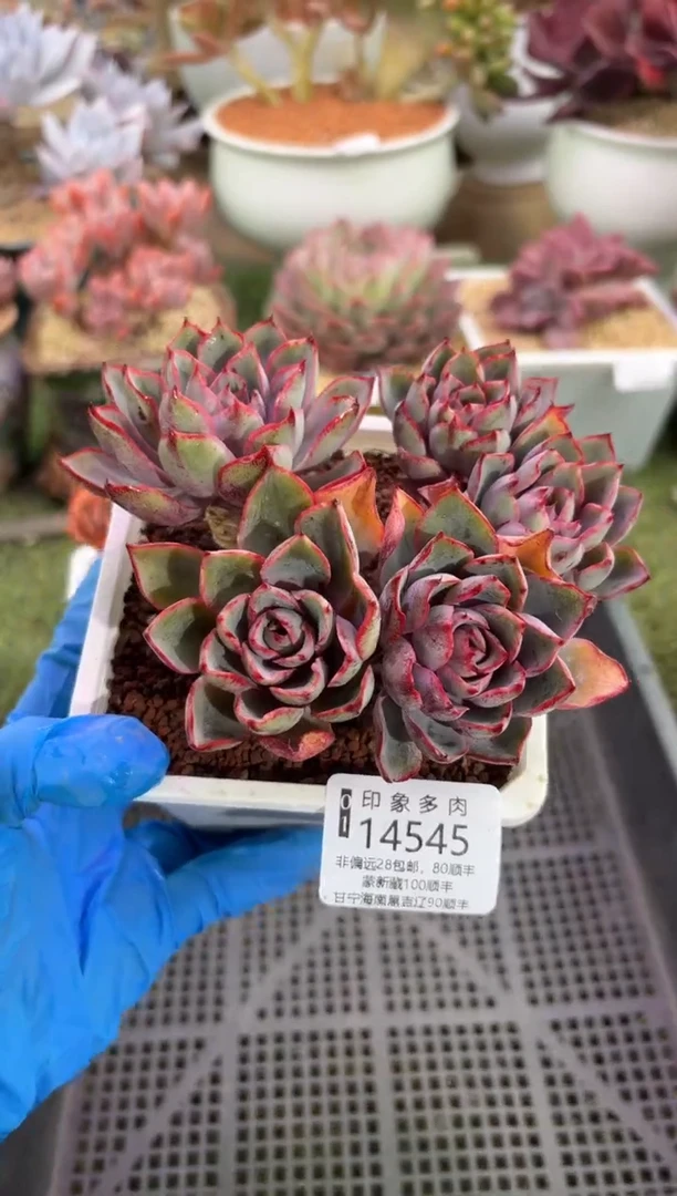 【闪购商品】14545