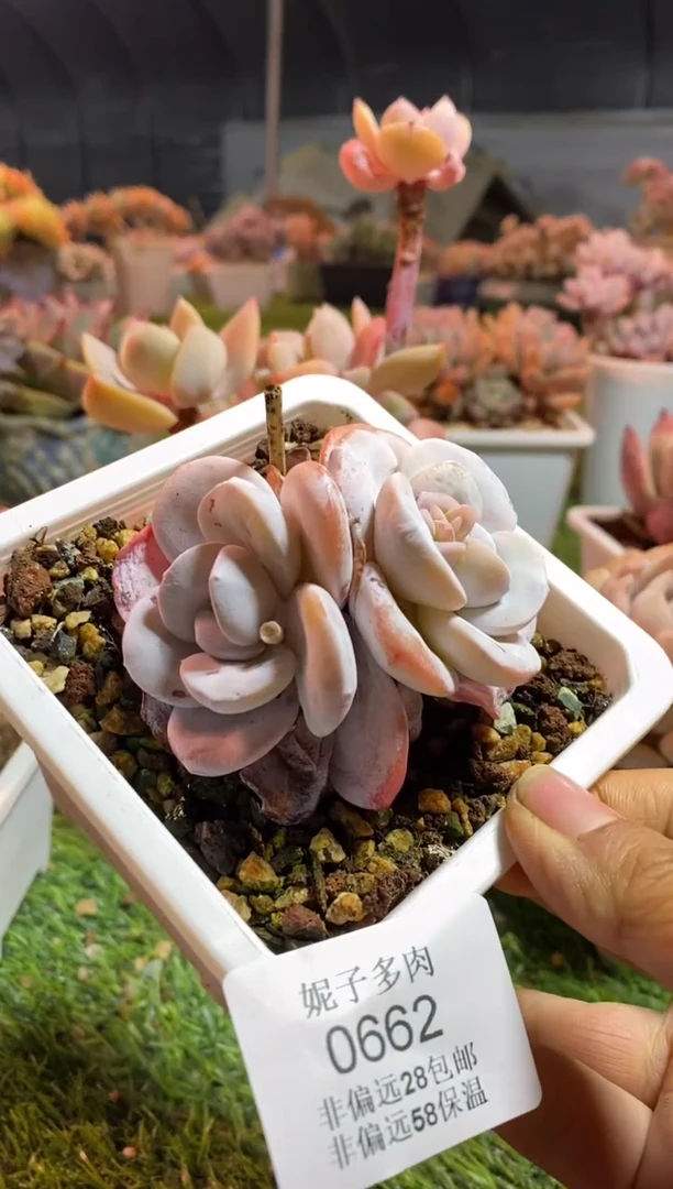 【闪购商品】0662a