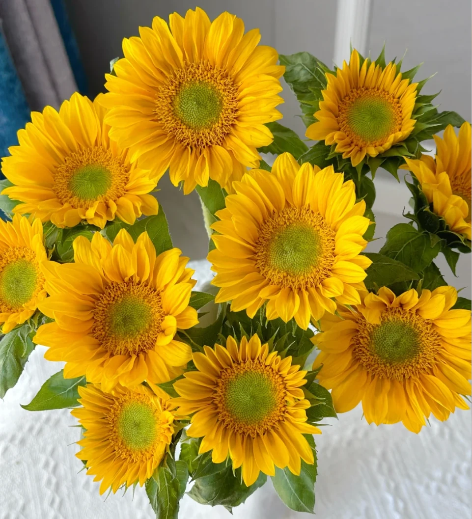 【植此花家】绿心向日葵  有损耗正常联系客服
