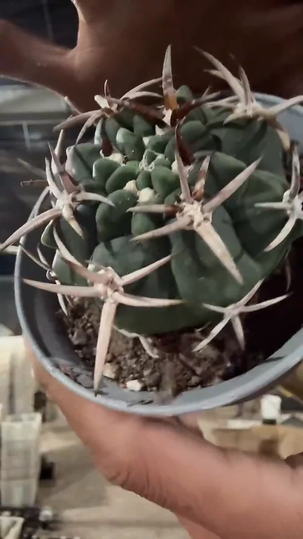 实生碧岩玉25.99  配货看图