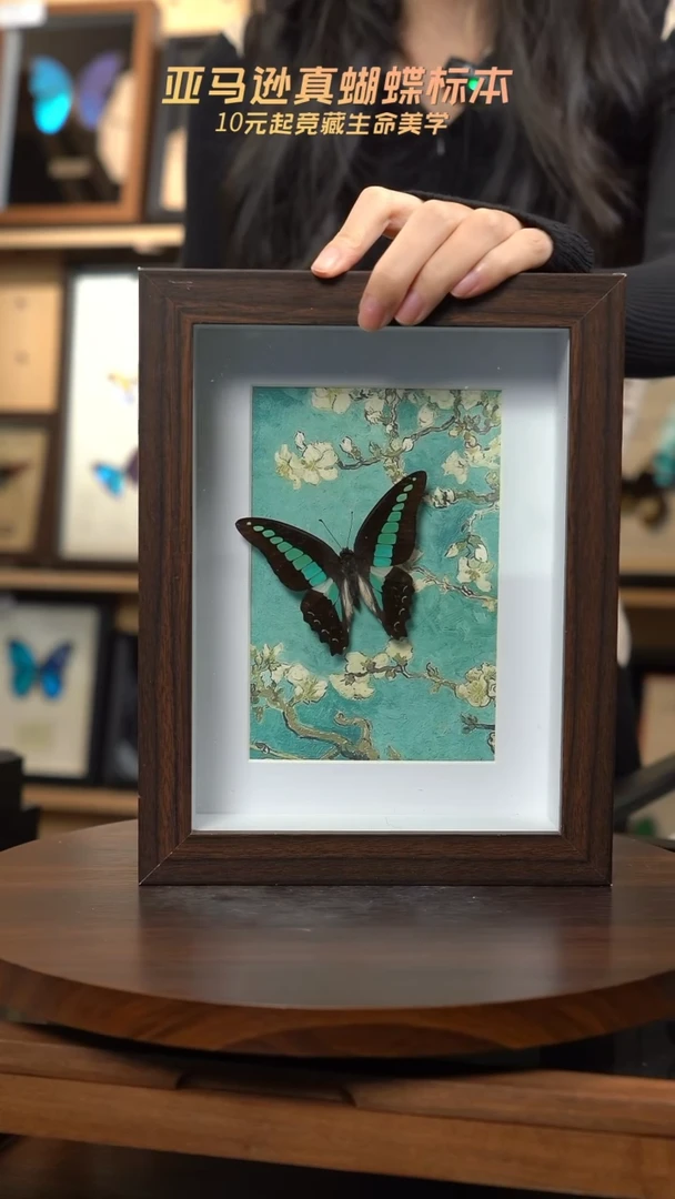 青凤蝶8寸复古框腊梅款