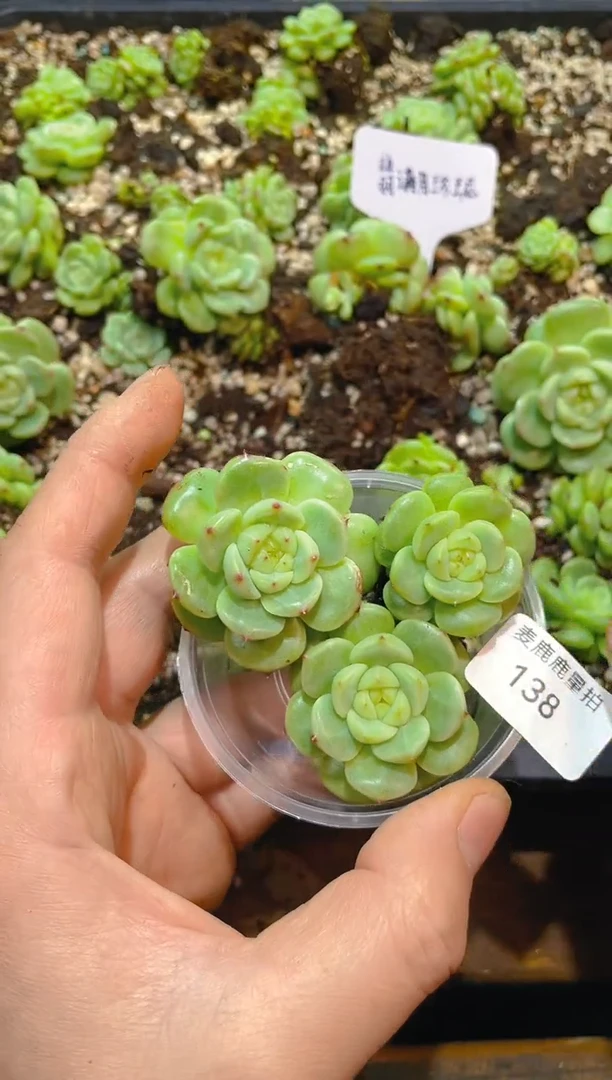 138翡满月珍妮    量拍