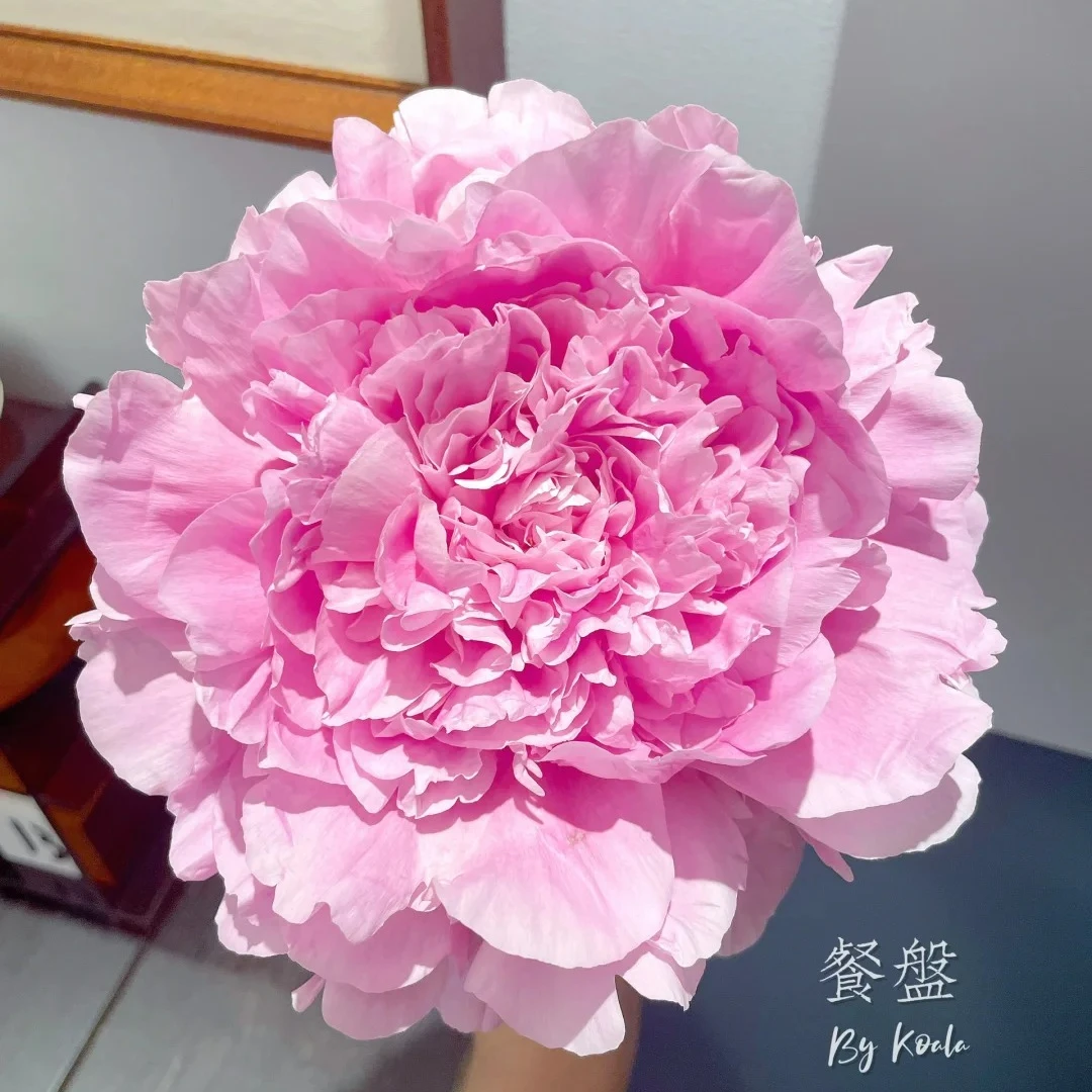 餐盘芍药鲜切花巨大花形山东菏泽基地直发顺丰