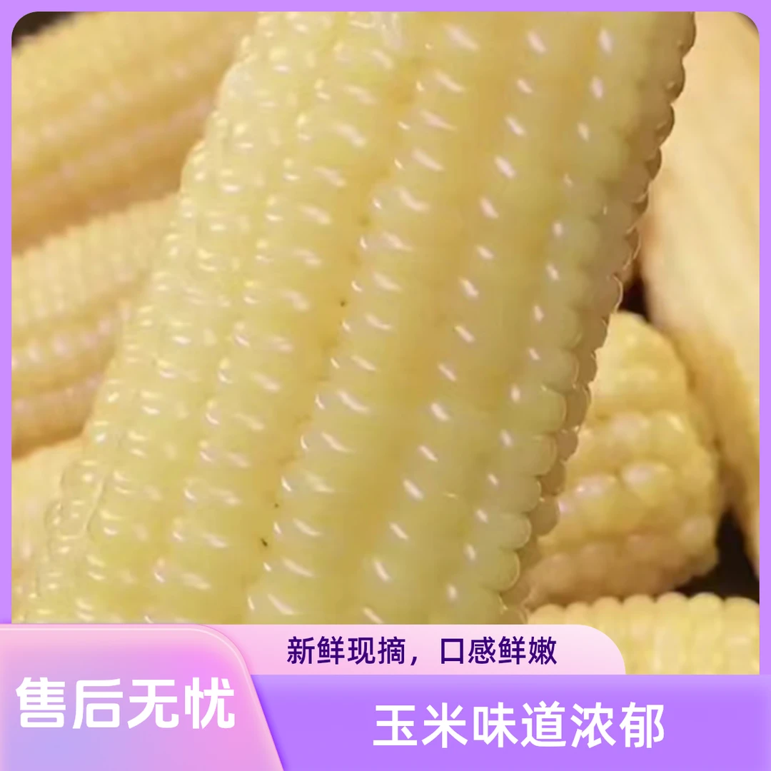 白玉米 东北玉米 生鲜 玉米味道浓郁  独立包装 真空包装 9根