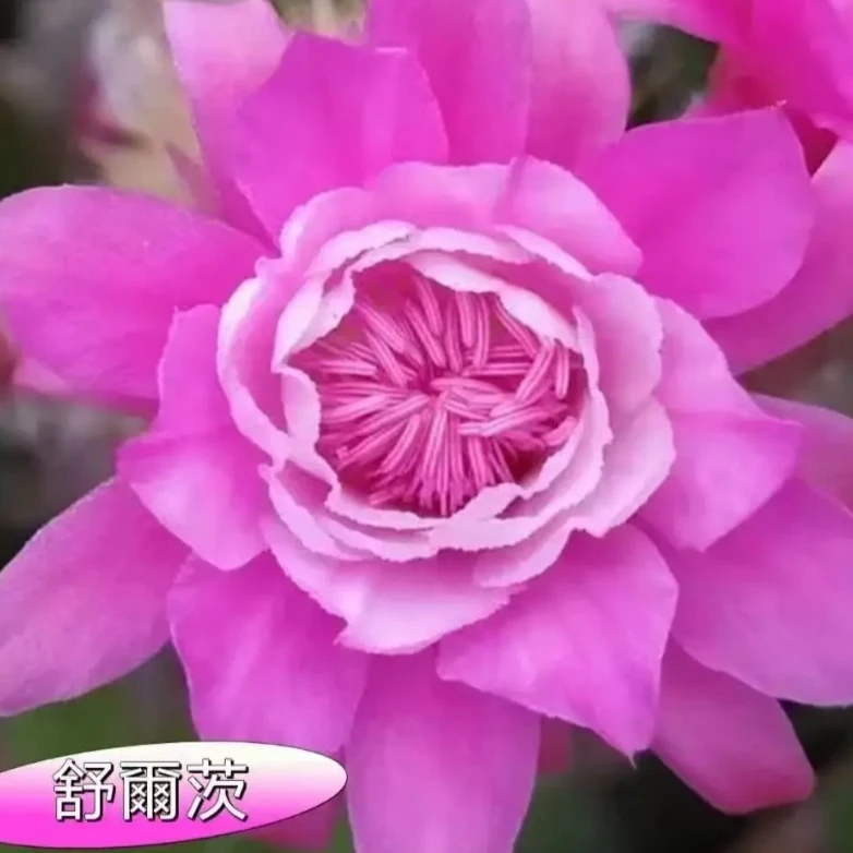 二妹园艺（群生舒尔茨）好花色仙人球满18包邮随机发