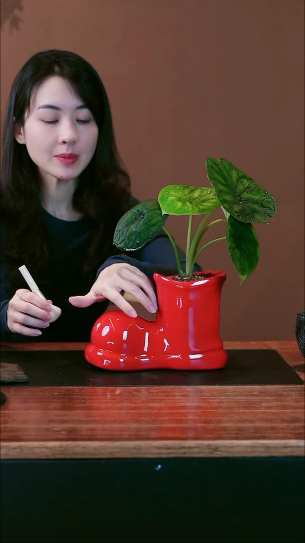 全部花朵小红鞋盆景盆景盆景