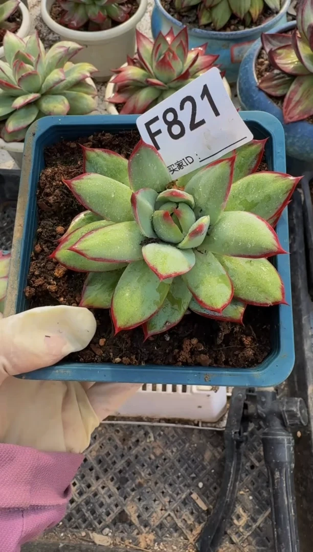 燕*F821惊鸿仙子（裸根发货）