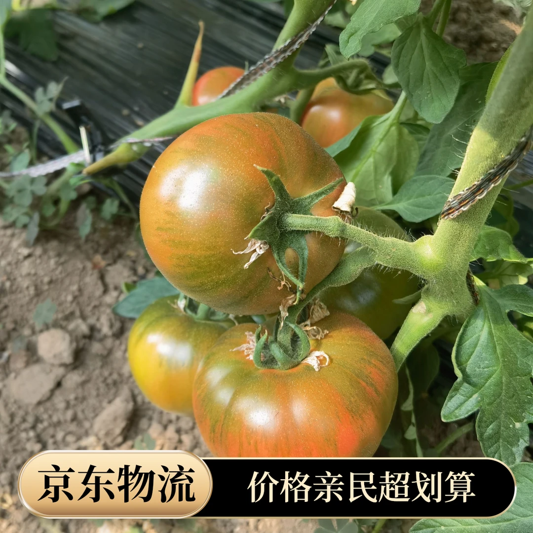 【京东物流】正宗草莓西红柿铁皮西红柿新鲜生吃番茄当季酸甜柿子