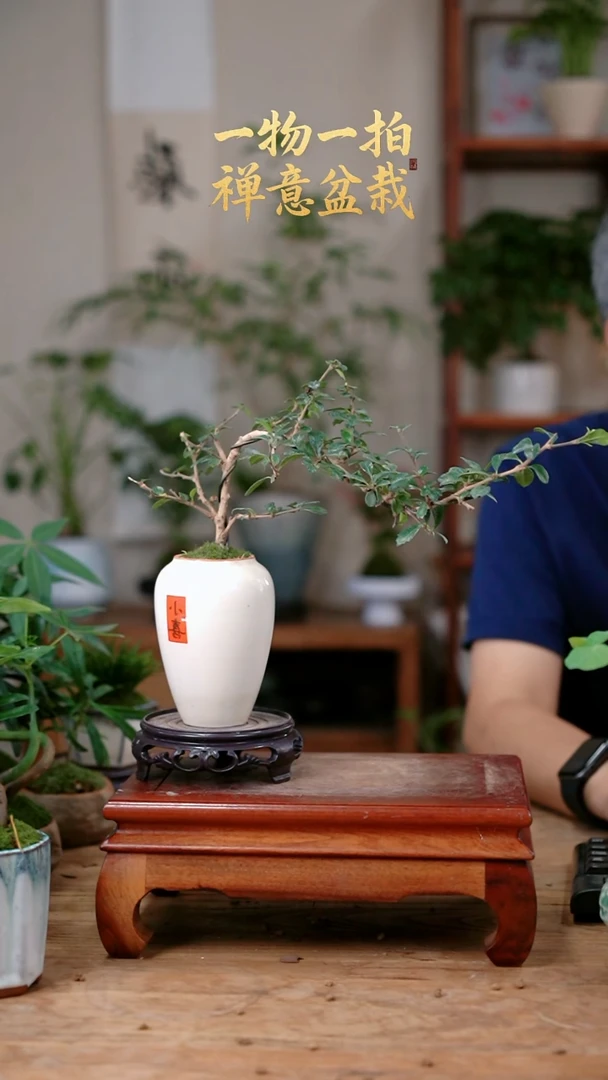 不开花植物悠*然福建茶467
