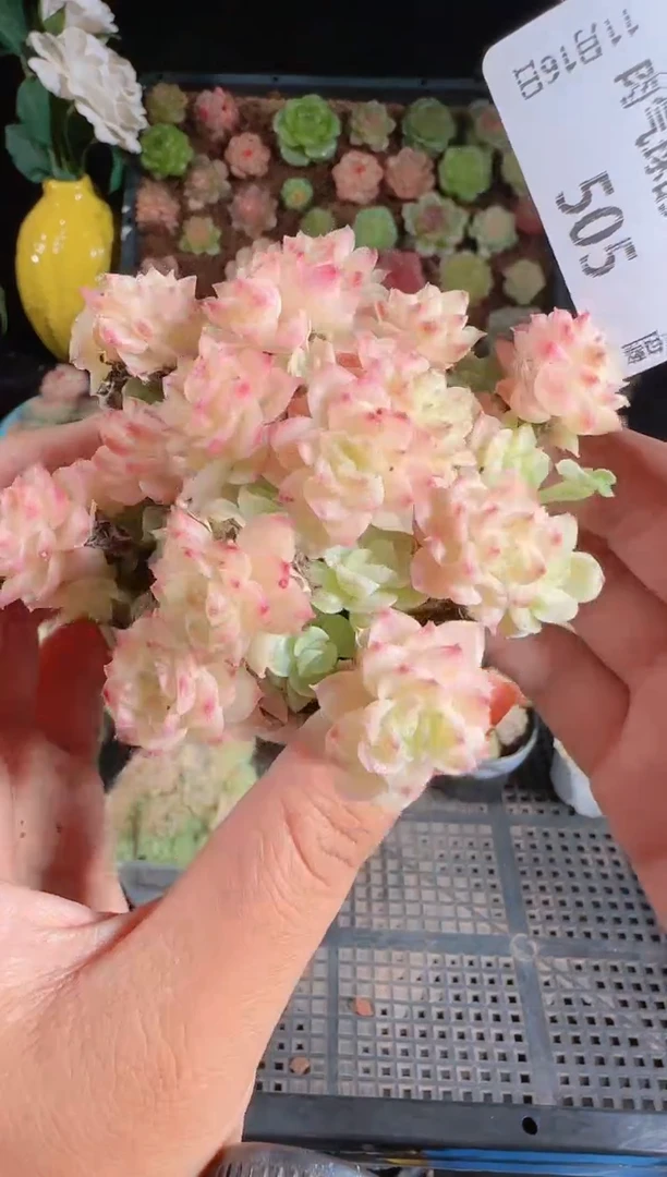 1117-505麦秆群生不包整