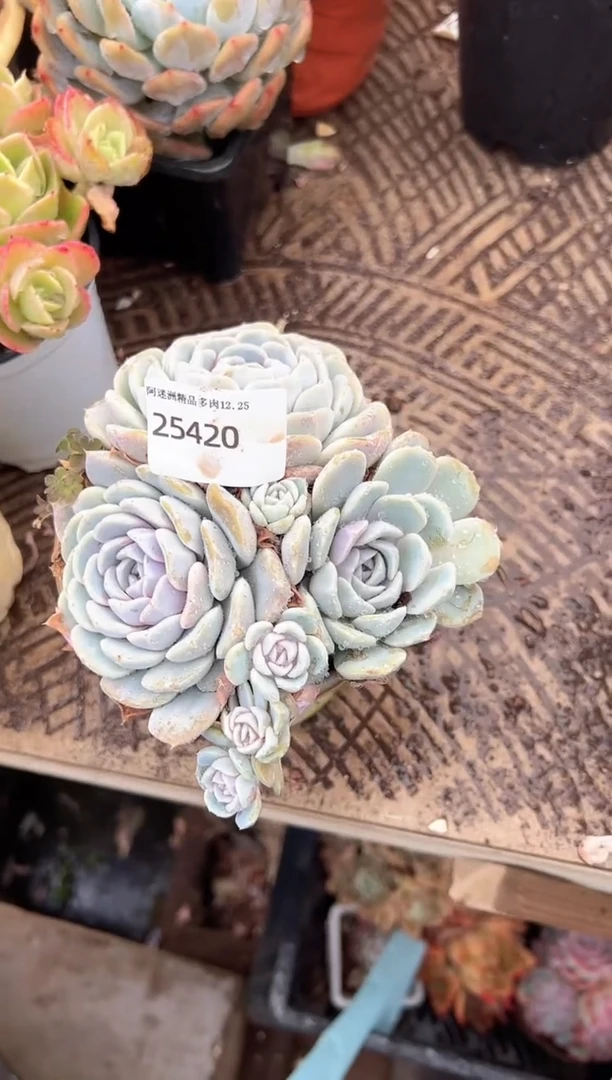 飘多肉植物一物一拍25420