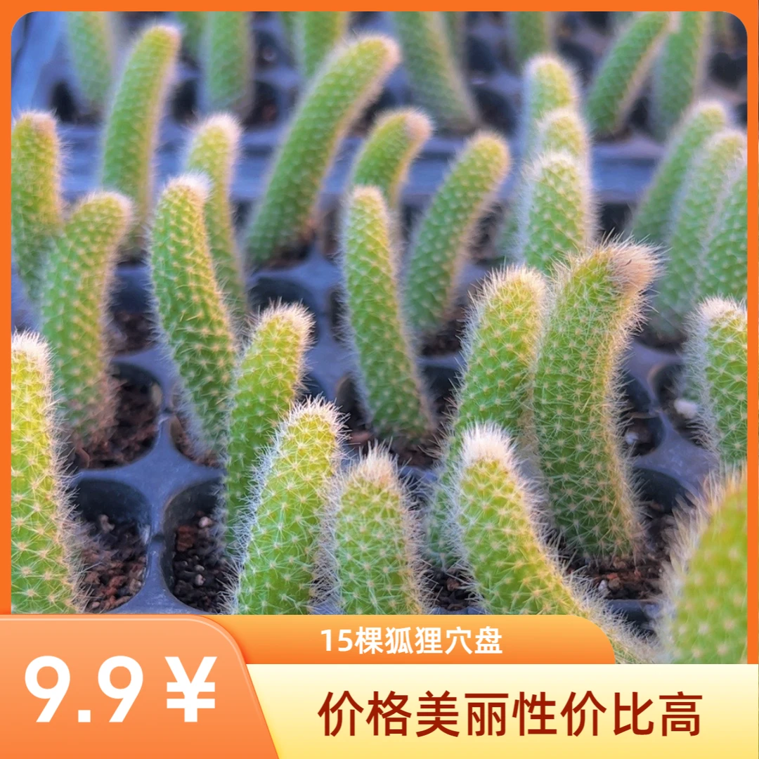 九尾狐穴盘15颗（满9.9包邮）