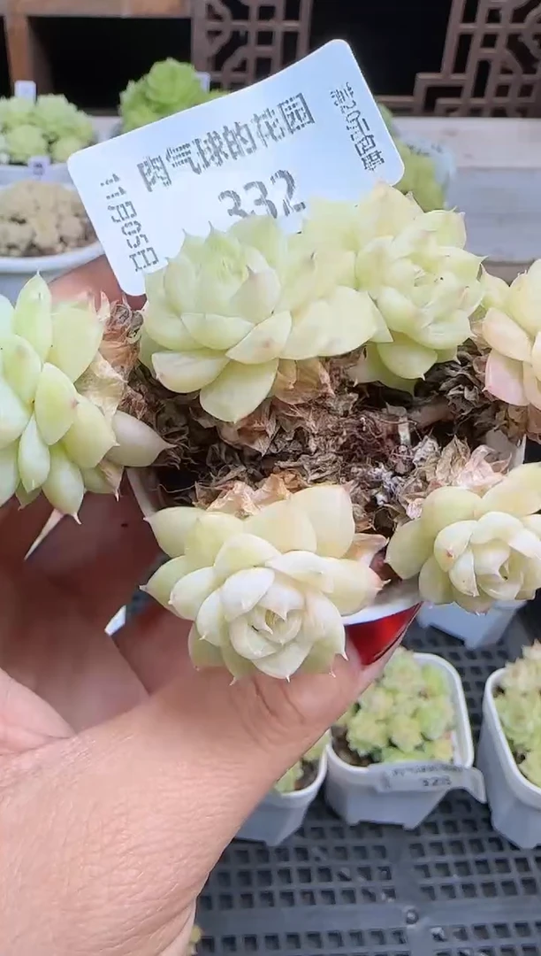 1105-332麦秆群不包整哦