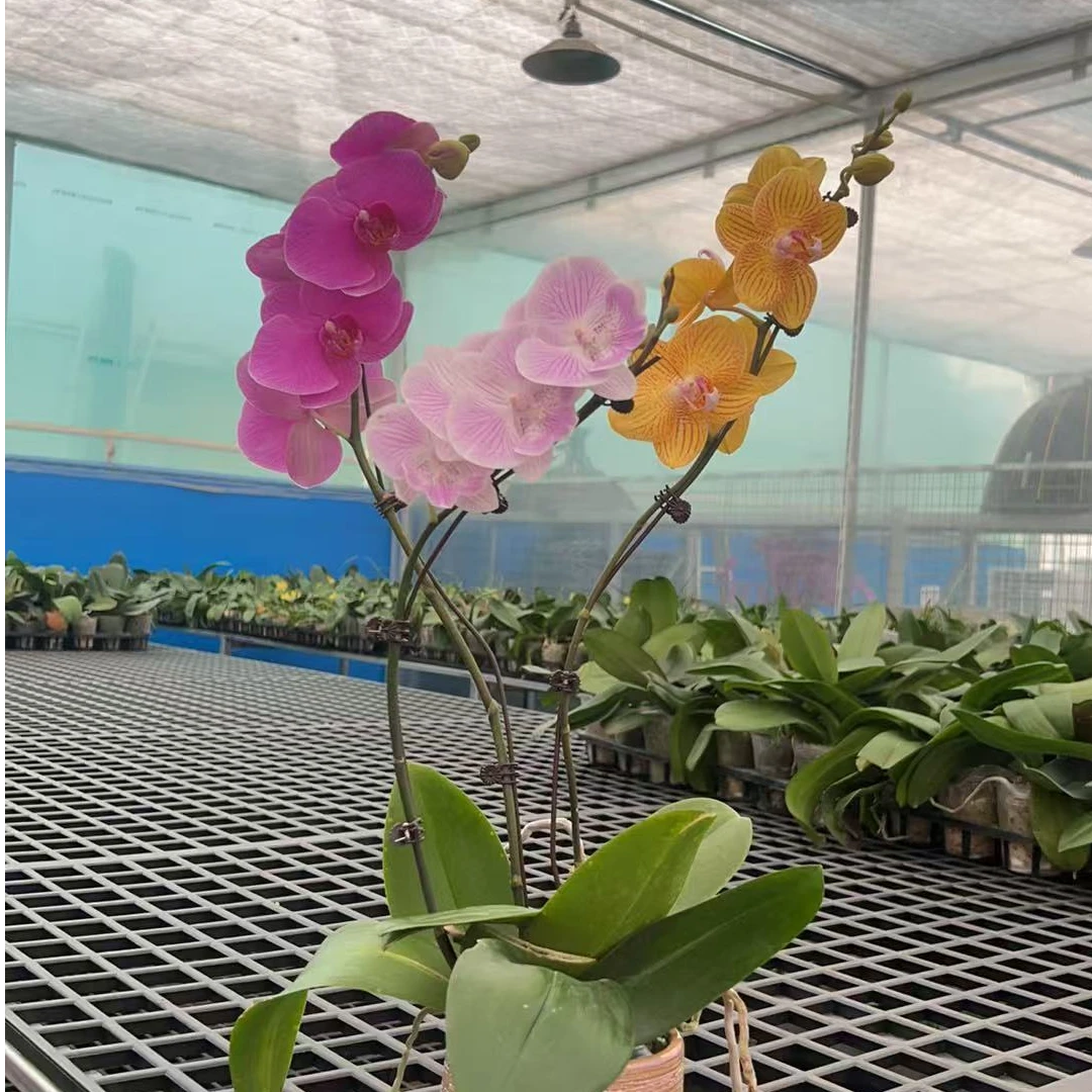 【艺术组盆3花】蝴蝶兰3苗随机花配陶瓷盆