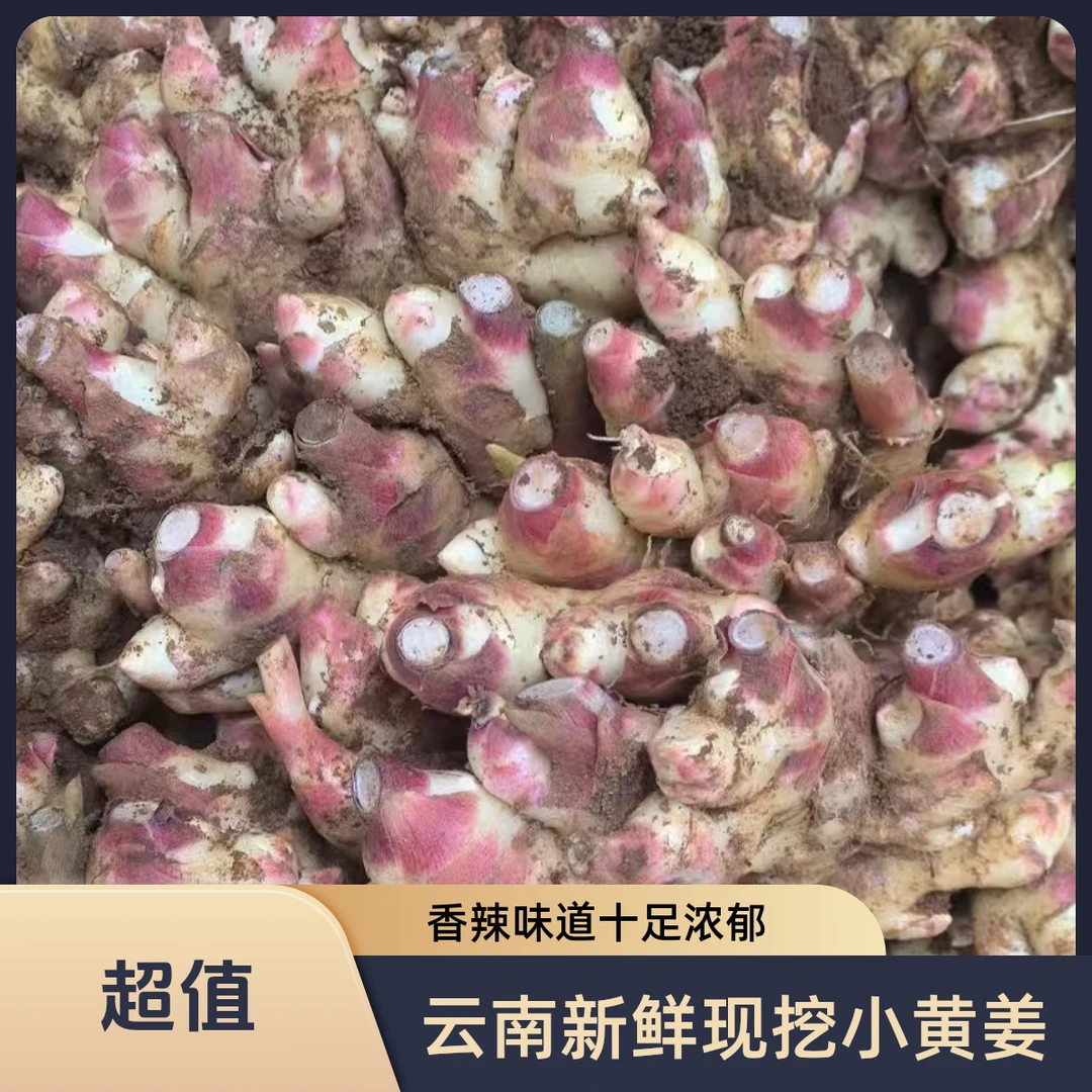 云南高山小黄姜新鲜嫩姜现挖新鲜嫩姜调料去腥增香香辣十足