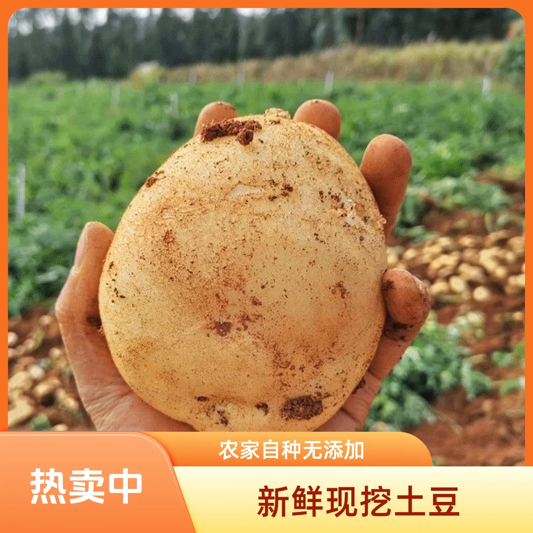 正宗巫溪马尔科 高山洋芋 现挖现发 粉糯香甜 应季蔬菜