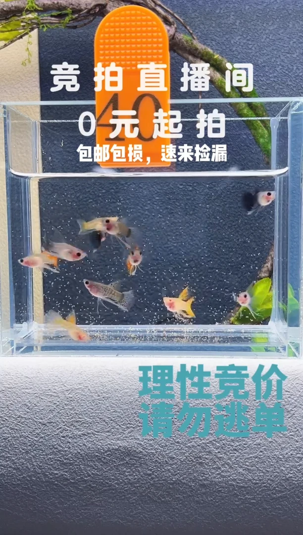 孔雀鱼玻璃猫长公混搭一组（不能繁殖）编号40
