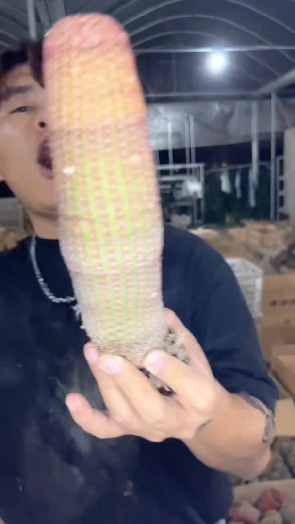 大单头 红太阳【带根】高15-20cm