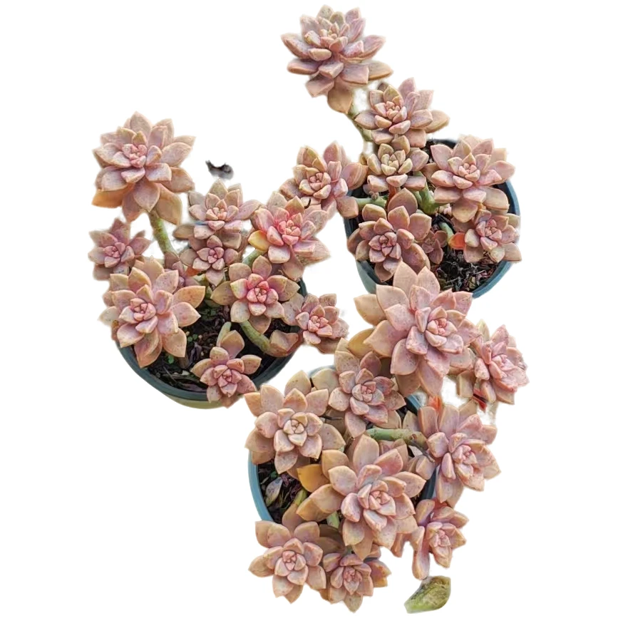 阿伦陪三颗      多肉植物