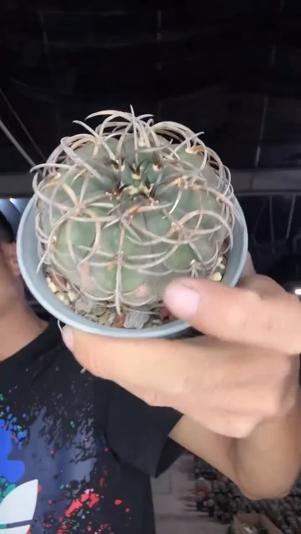 实生浮刺天平88.88  配货看图