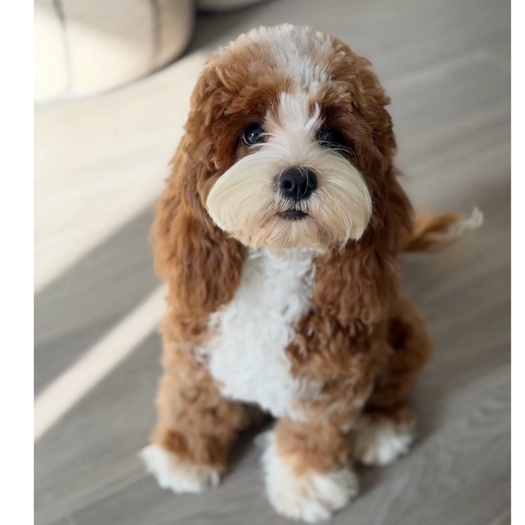 可卡布优雅可爱 不掉毛小狗(玲)