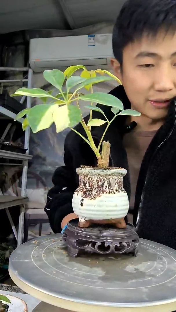 ?***儿中青园艺一物一拍花417