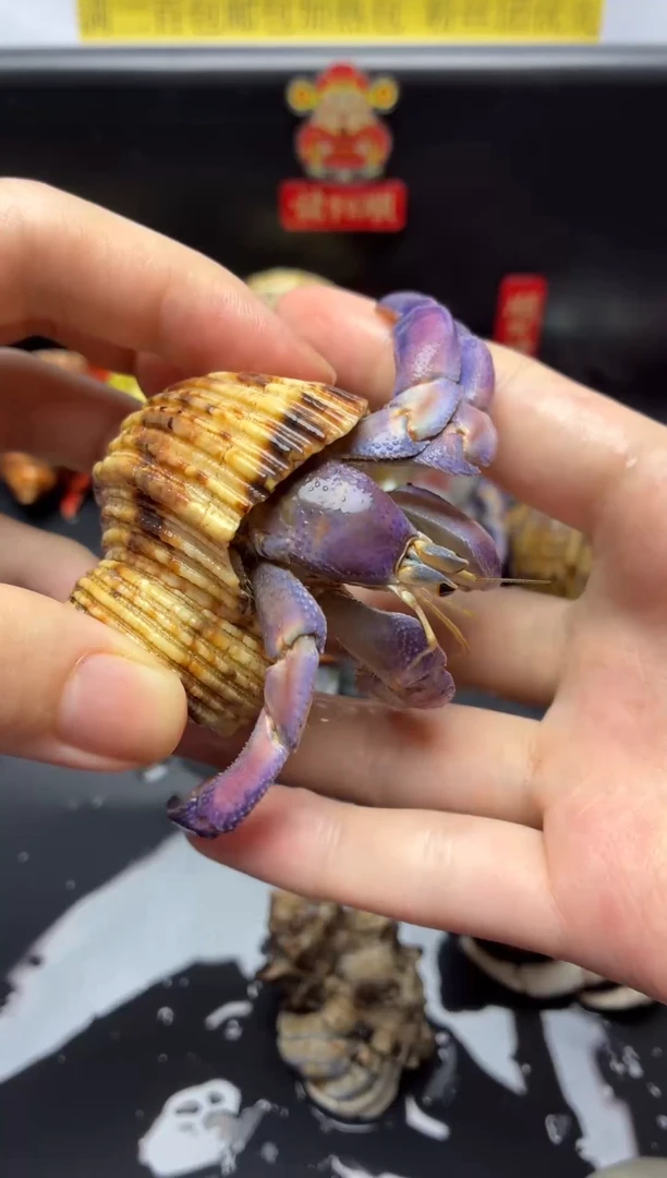 1号福利绝绝子残联，大号