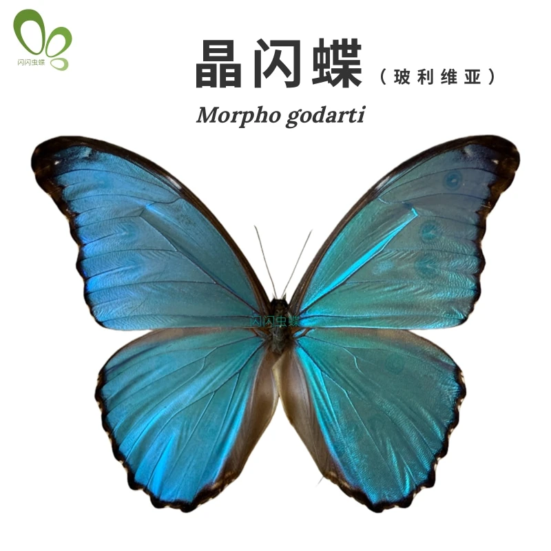 闪闪虫蝶玻利维亚晶闪蝶Morpho godarti未展翅原蝶真蝴蝶标本进口