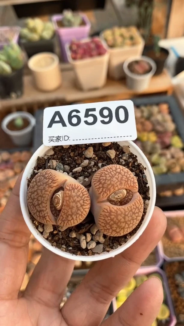 【闪购商品】6590直播一物一拍