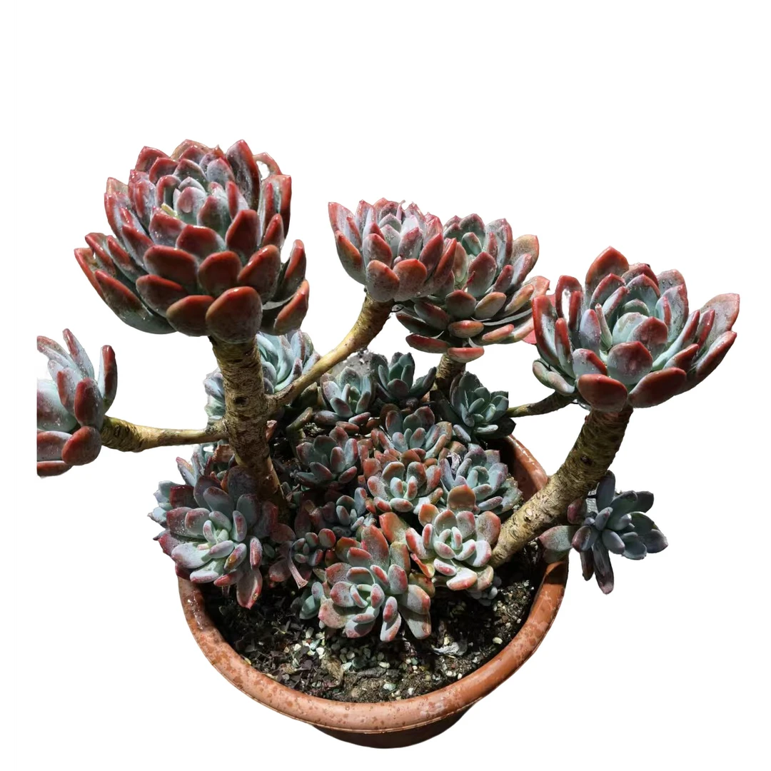 精品多肉 大号灰姑娘