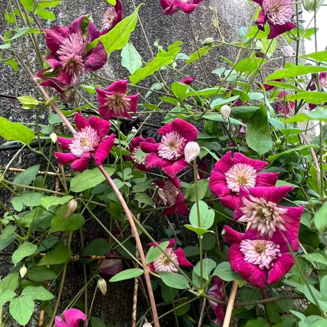 铁线莲  随机小苗一颗 南北方种植小苗