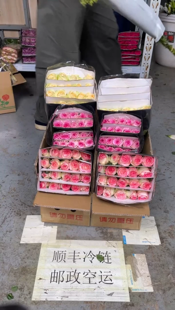 艾沙20枝+洛神20枝+香槟20枝