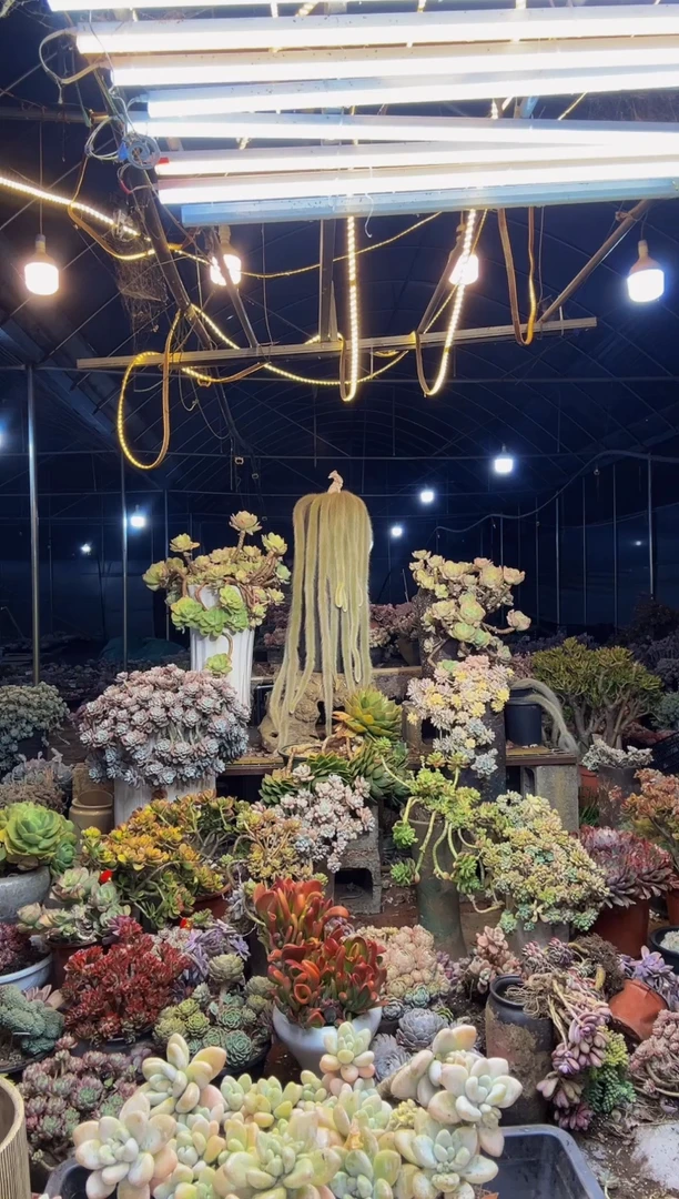 【闪购商品】33号一物一拍默认微瑕不售后