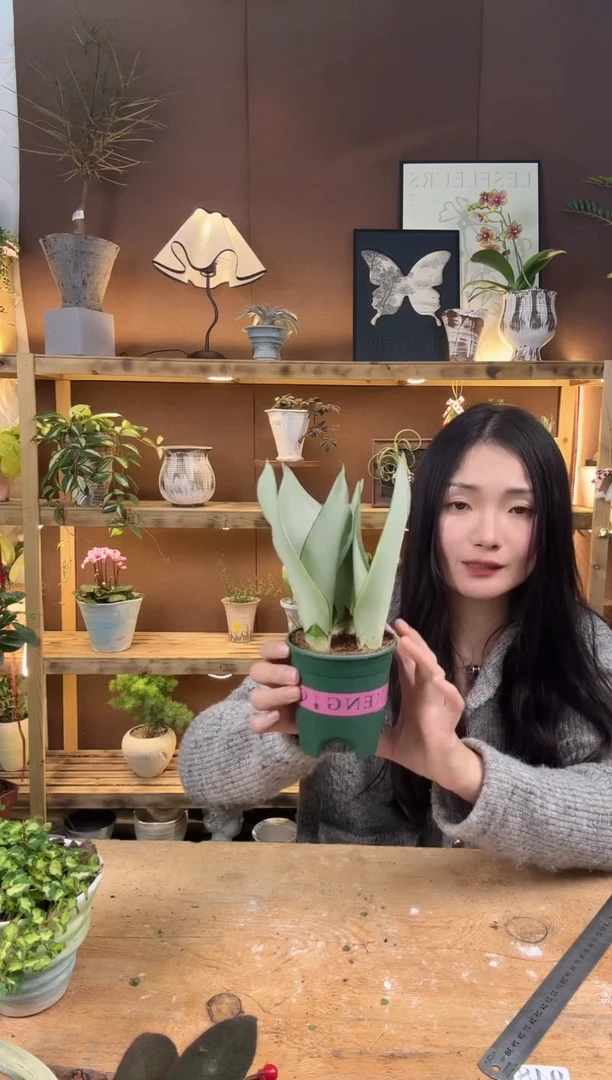 无花朵245白玉虎皮兰育苗盆