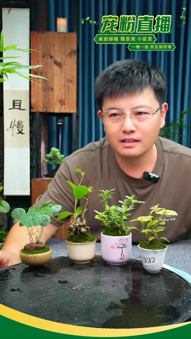 无花朵涼**瓜苔藓微景观332号