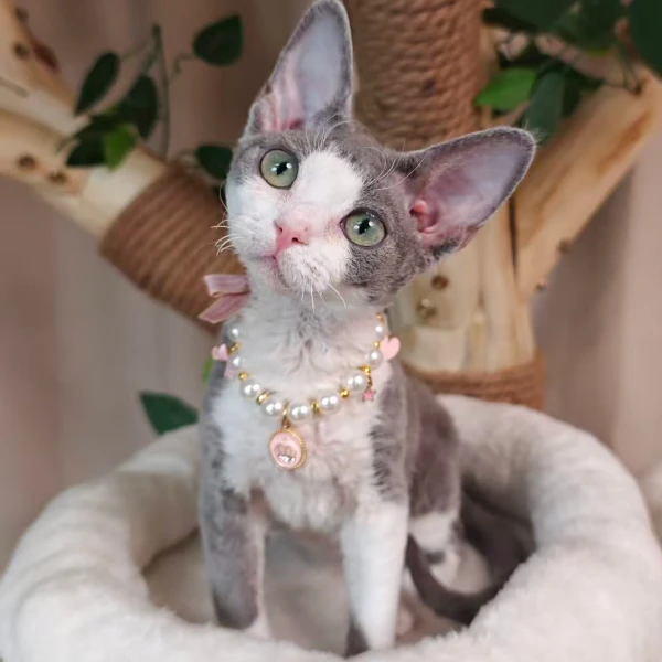 【活动专属链接3】馨悦德文猫舍可爱猫咪伴侣聪明温顺小猫猫