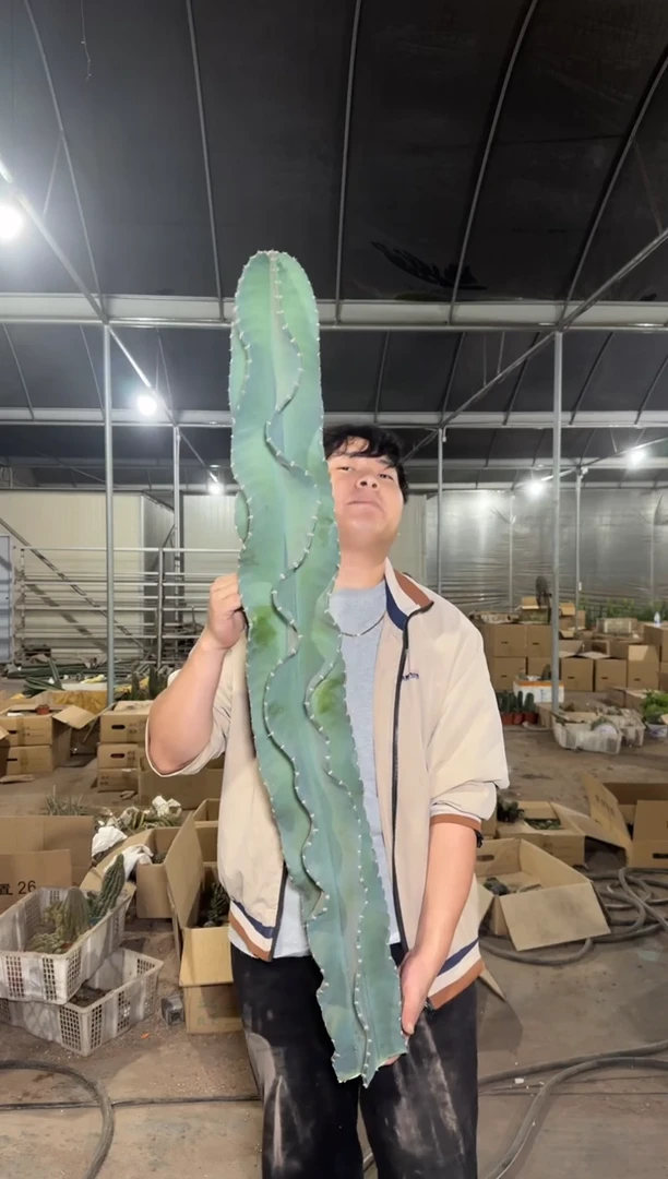 高80-100cm 秘鲁苹果【无根】