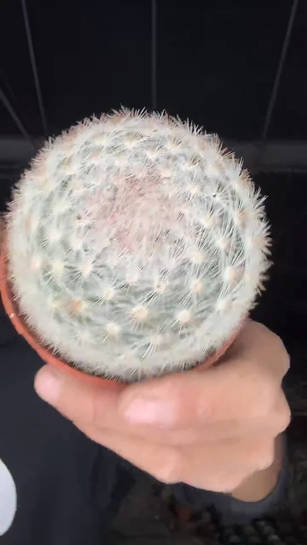 满月8公分左右16.99