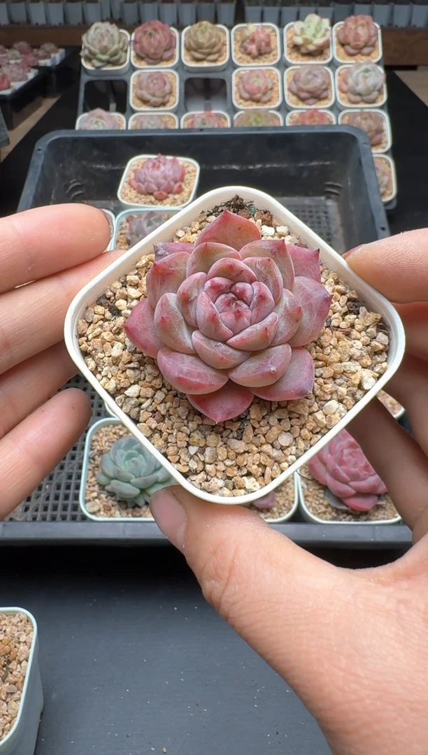 【闪购商品】245A号一物一拍多肉花卉植物拍3颗起发