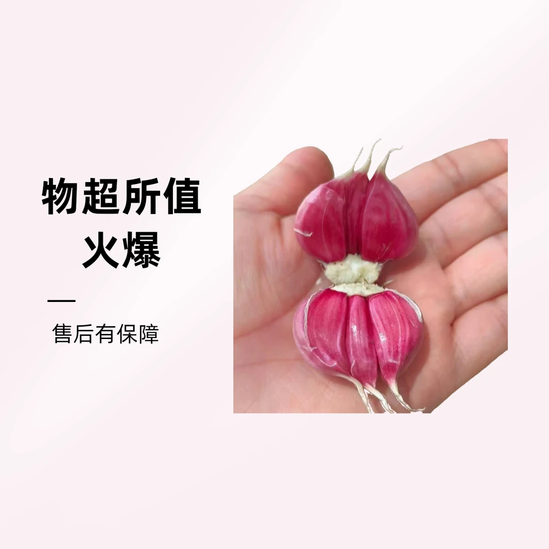 正宗天津宝坻紫皮大蒜