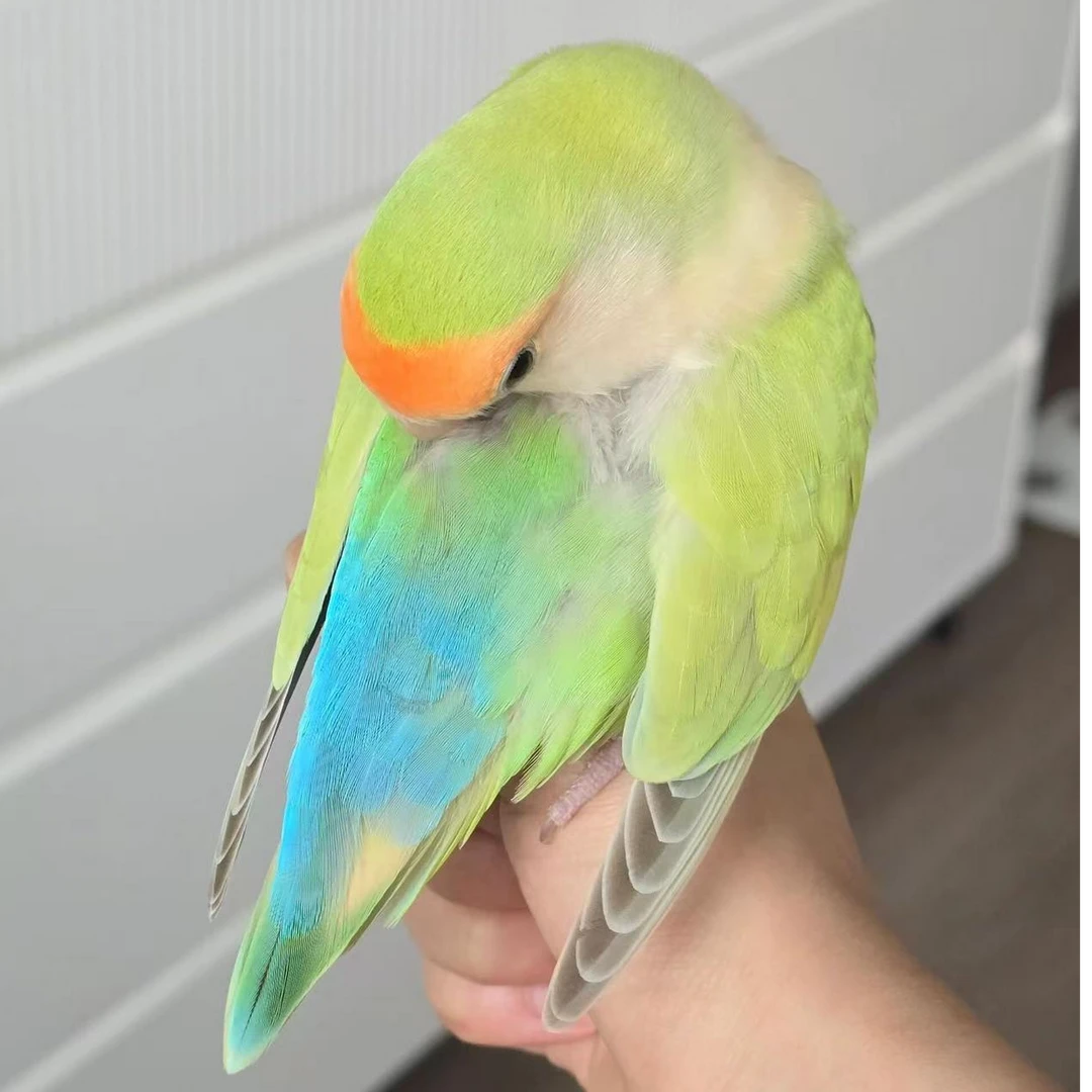 手养白面澳桂澳闪绿闪派紫罗兰莫奈花桃牡丹鹦鹉活体宠物