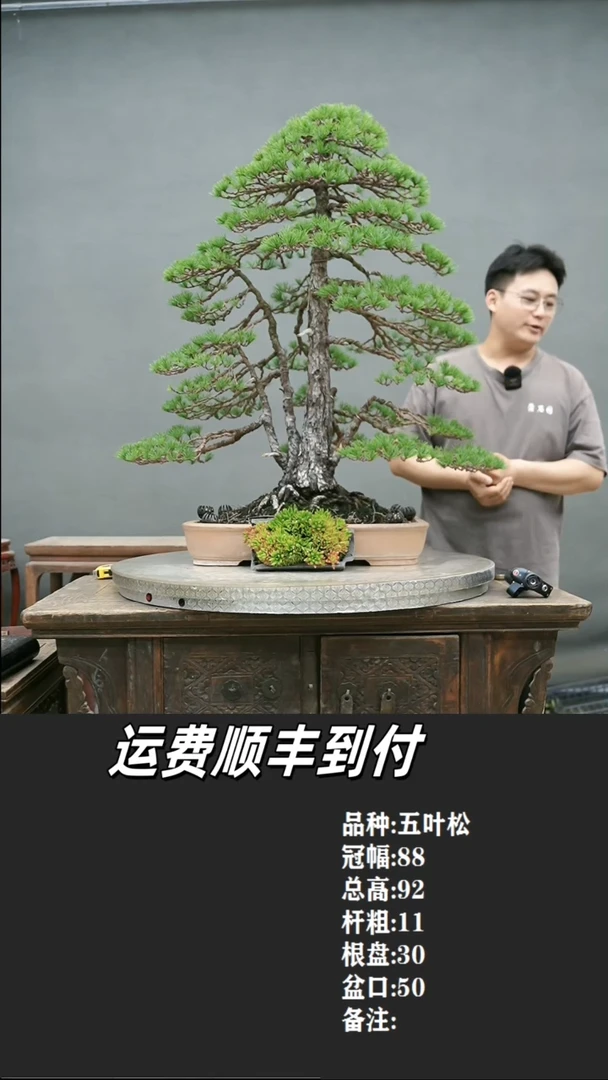 宁**滥1 瓦松