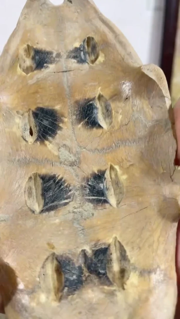 瓷片瓷瓷瓷瓷瓷瓷瓷瓷瓷瓷器