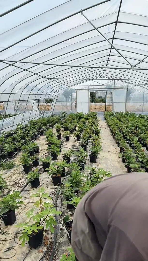 幸****园白马一号 一物一拍 GSY085