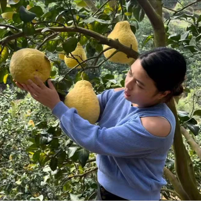 正宗广西容县农家自种30年老树沙田柚纯甜无酸饱满多汁顺丰包邮